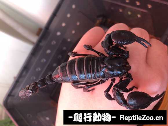 display_picture.php?url=http%3A%2F%2Fimgsa.baidu.com%2Fforum%2Fw%253D580%2Fsign%3D6c90575242c2d562f208d0e5d71090f3%2Fc38105f790529822a7a6c0f1daca7bcb0b46d48a.jpg