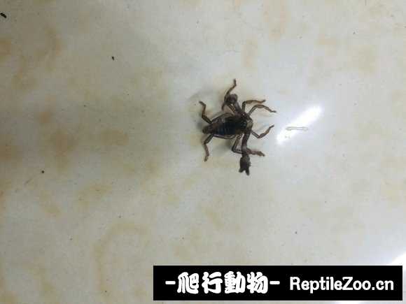 display_picture.php?url=http%3A%2F%2Fimgsa.baidu.com%2Fforum%2Fw%253D580%2Fsign%3D8c315a446663f6241c5d390bb744eb32%2F6e66bb4543a98226b1d2fa5a8782b9014b90ebdb.jpg