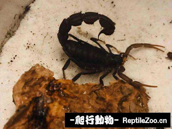 display_picture.php?url=http%3A%2F%2Fimgsa.baidu.com%2Fforum%2Fw%253D580%2Fsign%3D1be9b1533a2ac65c6705667bcbf2b21d%2F02742b7f9e2f070809564733e624b899a801f2d0.jpg