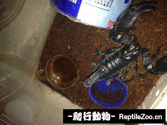 display_picture.php?url=http%3A%2F%2Fimgsa.baidu.com%2Fforum%2Fw%253D580%2Fsign%3Dcd46923b8fb1cb133e693c1bed5656da%2Fb1390f3b5bb5c9eaec20fa37d739b60038f3b3b2.jpg
