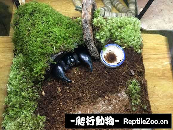 display_picture.php?url=http%3A%2F%2Fimgsa.baidu.com%2Fforum%2Fw%253D580%2Fsign%3Df3c61e47164c510faec4e21250582528%2F0f20b5014a90f603070f5cc83512b31bb151ed21.jpg