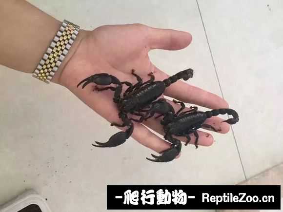 display_picture.php?url=http%3A%2F%2Fimgsa.baidu.com%2Fforum%2Fw%253D580%2Fsign%3Dd8ac26e204f79052ef1f47363cf2d738%2Fce59f7edab64034f80f897f7a2c379310b551da8.jpg