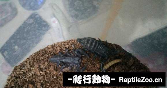 display_picture.php?url=http%3A%2F%2Fimgsa.baidu.com%2Fforum%2Fw%253D580%2Fsign%3D29e3d16bdc00baa1ba2c47b37712b9b1%2Ff97b811001e9390197e191b976ec54e734d196fc.jpg