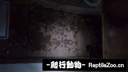 180917cnz7p5o8poopvzpb.jpg