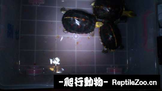 180917wp8ci584q4i77cwz.jpg