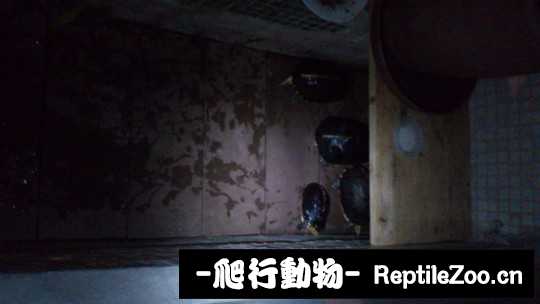 180918pxiiji0ki4bd1zbd.jpg