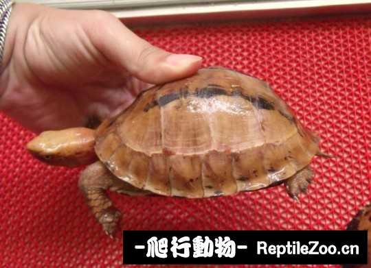181110qt7uyztwt7m6uuvm.jpg