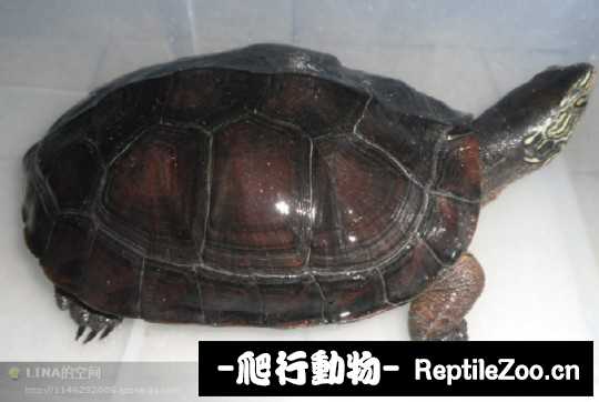 181115am09zf3wqm11379m.jpg