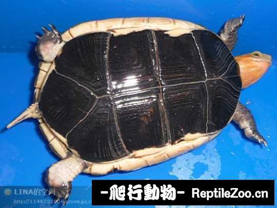 181117twzb46hs4wmmcwfq.jpg