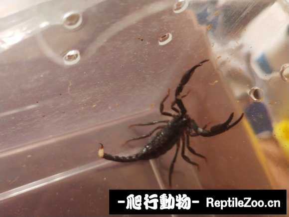 display_picture.php?url=http%3A%2F%2Fimgsa.baidu.com%2Fforum%2Fw%253D580%2Fsign%3D1d93a3aea9c27d1ea5263bcc2bd4adaf%2F0097e9dde71190efbf6a83d5c31b9d16fcfa604d.jpg
