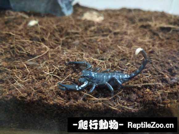 display_picture.php?url=http%3A%2F%2Fimgsa.baidu.com%2Fforum%2Fw%253D580%2Fsign%3Ddb32f49801f431adbcd243317b37ac0f%2Fd28e1ddfa9ec8a130aa246eafa03918fa1ecc0a6.jpg