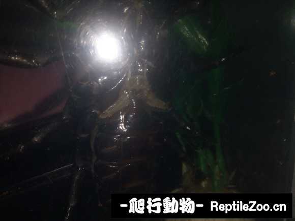 display_picture.php?url=http%3A%2F%2Fimgsa.baidu.com%2Fforum%2Fw%253D580%2Fsign%3Dff87c2caedfe9925cb0c695804a95ee4%2F5c5bdb2a6059252d1184c70b399b033b5ab5b955.jpg