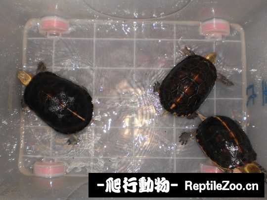 181350ckitp5gzf07ggs7e.jpg