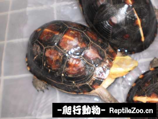 181352f09a0rv4fu4tazkk.jpg
