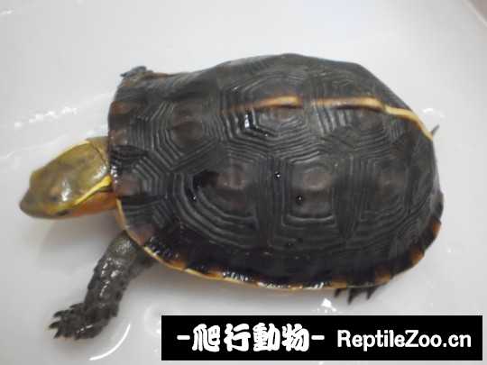 181532r9jvztvcjvdjofc3.jpg