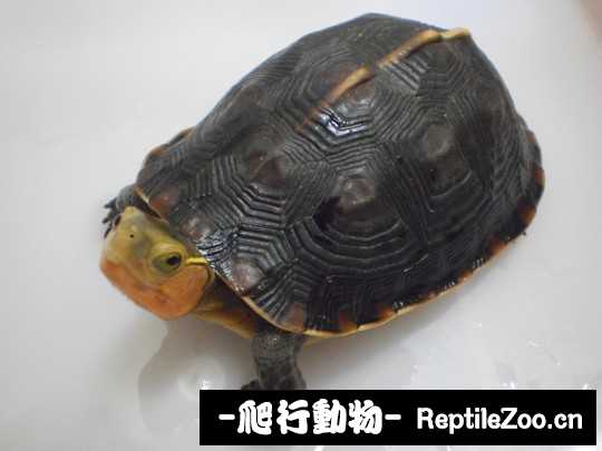 181533h1w89txx71w1tto9.jpg