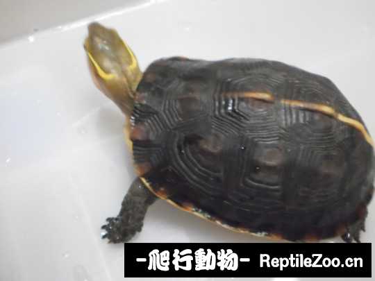 181533iqiwi9vc5aiww0ww.jpg