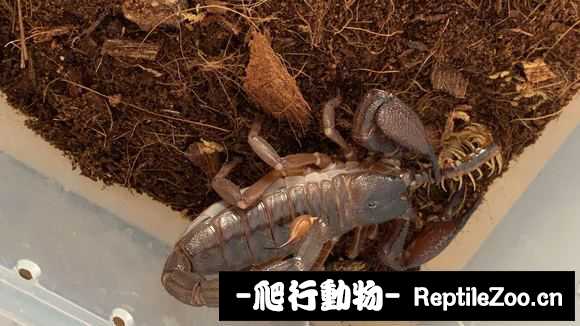 display_picture.php?url=http%3A%2F%2Fimgsa.baidu.com%2Fforum%2Fw%253D580%2Fsign%3D5528e5ac9f8fa0ec7fc764051695594a%2Ffe2b92510fb30f24755fcb9cc695d143af4b038d.jpg