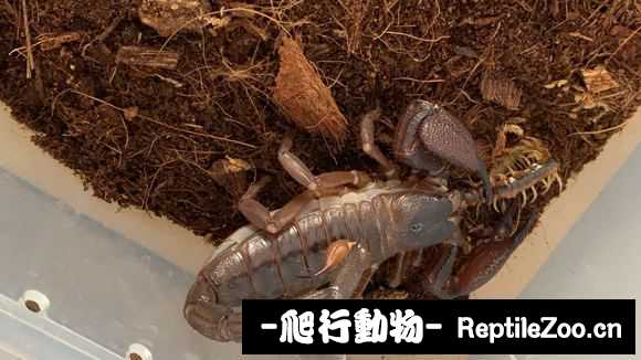 display_picture.php?url=http%3A%2F%2Fimgsa.baidu.com%2Fforum%2Fw%253D580%2Fsign%3De7038765dfc8a786be2a4a065708c9c7%2F3715dca20cf431ad09f364a64536acaf2fdd98aa.jpg