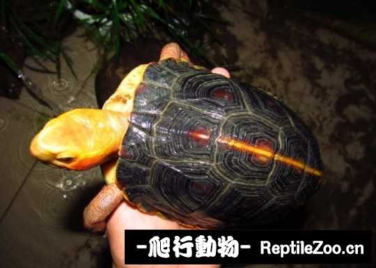 181606tqqw3dsuwdkgwdox.jpg