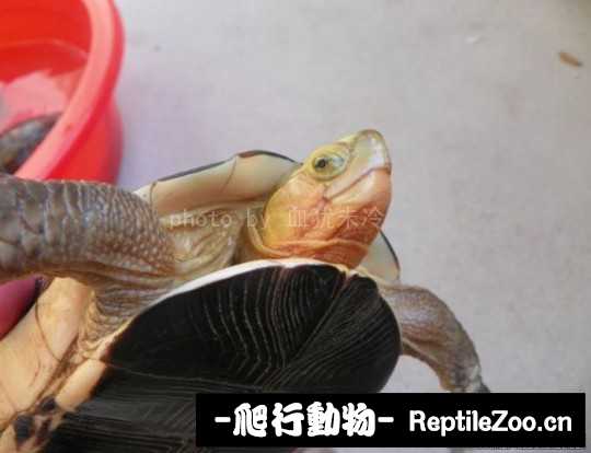 181626nege1lq3p9uq88pp.jpg
