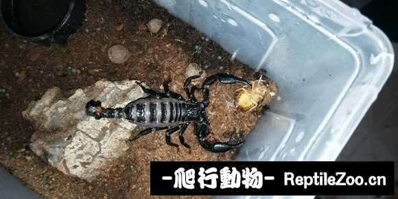 display_picture.php?url=http%3A%2F%2Fimgsa.baidu.com%2Fforum%2Fw%253D580%2Fsign%3D58d90fd43b7adab43dd01b4bbbd6b36b%2F54a2b6a1cd11728be7d030dec5fcc3cec1fd2ceb.jpg
