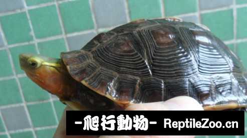 181627l00gn3vvkeyvk0dv.jpg