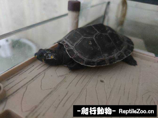 181722wthzjmnmtjpn33mn.jpg