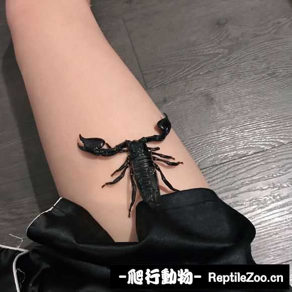 display_picture.php?url=http%3A%2F%2Fimgsa.baidu.com%2Fforum%2Fw%253D580%2Fsign%3D524146f499eef01f4d1418cdd0ff99e0%2F02e6e7f81a4c510f3f371d8a6d59252dd62aa5d6.jpg