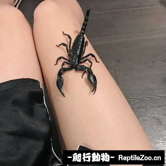 display_picture.php?url=http%3A%2F%2Fimgsa.baidu.com%2Fforum%2Fw%253D580%2Fsign%3Daf2e4711c61349547e1ee86c664c92dd%2F869957b5c9ea15cec7221f99bb003af33887b2f1.jpg