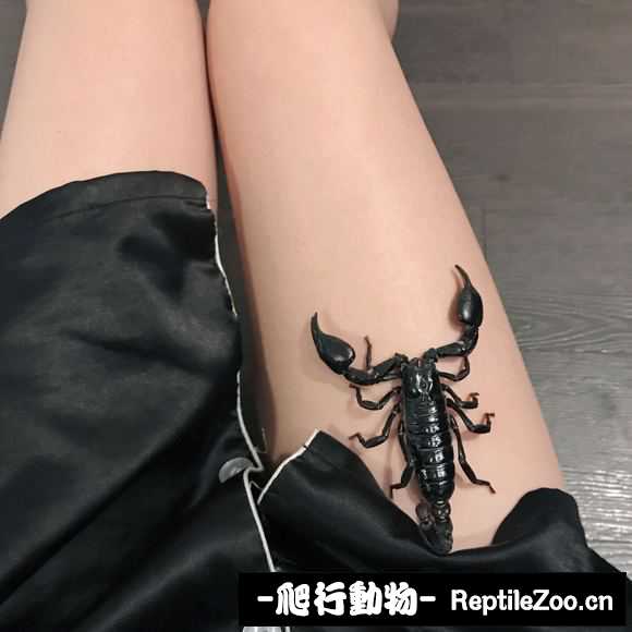 display_picture.php?url=http%3A%2F%2Fimgsa.baidu.com%2Fforum%2Fw%253D580%2Fsign%3Da3d91ea738fae6cd0cb4ab693fb10f9e%2F655c9525bc315c60005a947f80b1cb134b5477f1.jpg