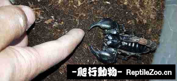 display_picture.php?url=http%3A%2F%2Fimgsa.baidu.com%2Fforum%2Fw%253D580%2Fsign%3D5f44cf755ae736d158138c00ab514ffc%2F37594f166d224f4ac7eef2ba07f790529922d143.jpg
