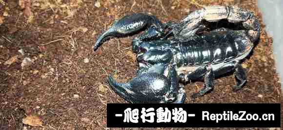 display_picture.php?url=http%3A%2F%2Fimgsa.baidu.com%2Fforum%2Fw%253D580%2Fsign%3D36b25d61144c510faec4e212505b2528%2F0f20b5014a90f603c27b1fee3712b31bb251edf7.jpg