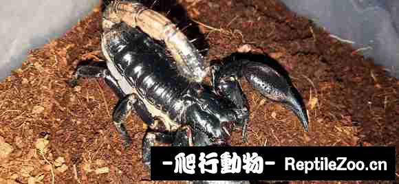 display_picture.php?url=http%3A%2F%2Fimgsa.baidu.com%2Fforum%2Fw%253D580%2Fsign%3D307628c801b30f24359aec0bf897d192%2Fb10a52df8db1cb1302abbfbad354564e90584bff.jpg