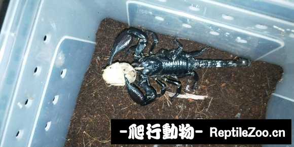 display_picture.php?url=http%3A%2F%2Fimgsa.baidu.com%2Fforum%2Fw%253D580%2Fsign%3Dd39eb5bf23f5e0feee1889096c6134e5%2Fd4add5f9d72a605906ac5bbc2634349b023bba7e.jpg