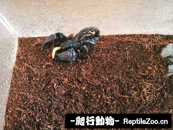 display_picture.php?url=http%3A%2F%2Fimgsa.baidu.com%2Fforum%2Fw%253D580%2Fsign%3Da9d2b8b78994a4c20a23e7233ef51bac%2F50c08935e5dde711efb51a4ea9efce1b9c166141.jpg