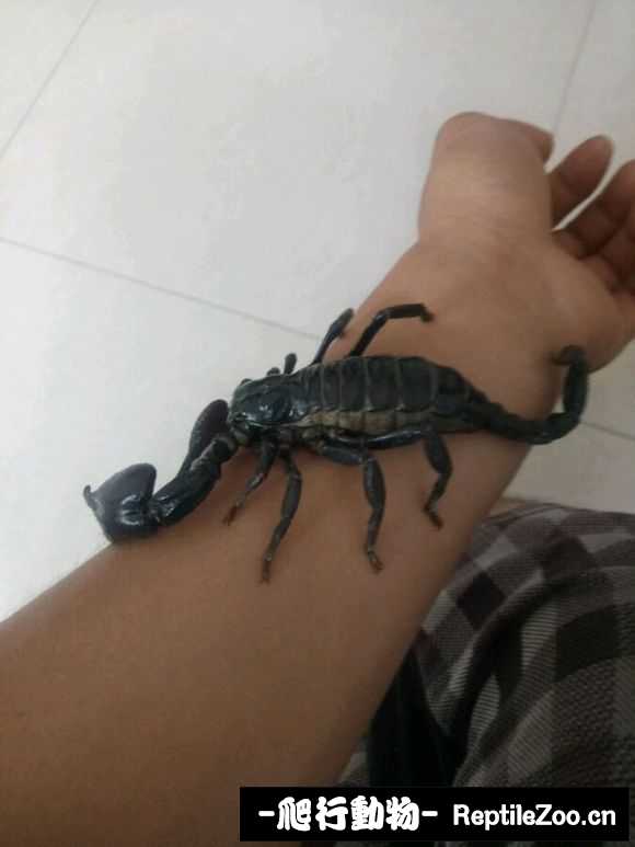 display_picture.php?url=http%3A%2F%2Fimgsa.baidu.com%2Fforum%2Fw%253D580%2Fsign%3D3f171bf4bb3533faf5b6932698d1fdca%2F37b39f13b07eca8043f7ab1d9b2397dda34483f8.jpg