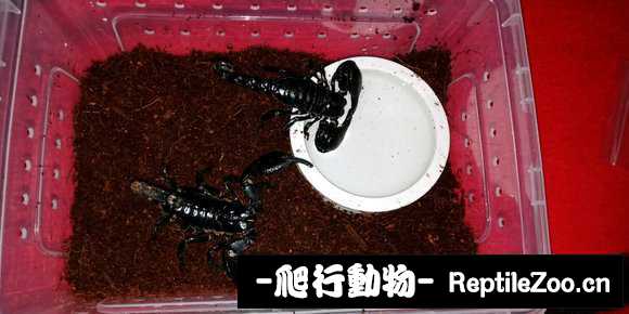 display_picture.php?url=http%3A%2F%2Fimgsa.baidu.com%2Fforum%2Fw%253D580%2Fsign%3D1dd2ae110423dd542173a760e108b3df%2F4c4819ce36d3d53960c1ddb63787e950342ab06e.jpg