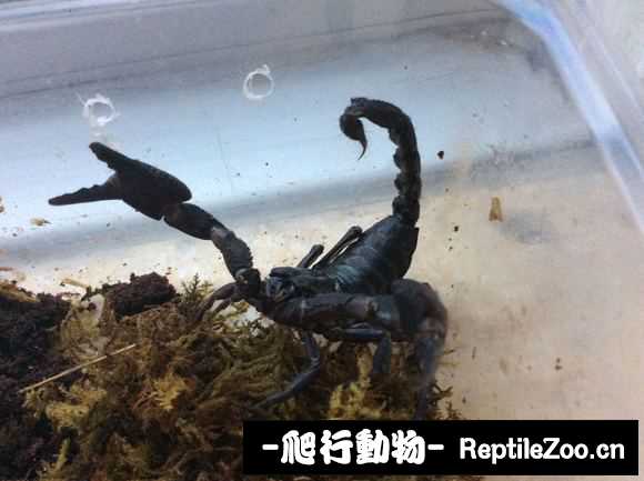 display_picture.php?url=http%3A%2F%2Fimgsa.baidu.com%2Fforum%2Fw%253D580%2Fsign%3D534ef85e3b7adab43dd01b4bbbd5b36b%2F54a2b6a1cd11728bec47c754c5fcc3cec2fd2c84.jpg