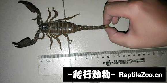 display_picture.php?url=http%3A%2F%2Fimgsa.baidu.com%2Fforum%2Fw%253D580%2Fsign%3Dfbbabf664ca98226b8c12b2fba83b97a%2Fc4969b0a304e251f85b4d9eba886c9177e3e5387.jpg