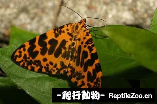 190202j8j01bbzynjrqr62.jpg