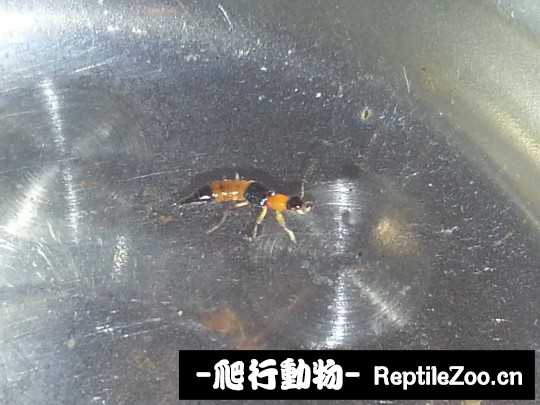 190230nvpi70prd6zbb9di.jpg