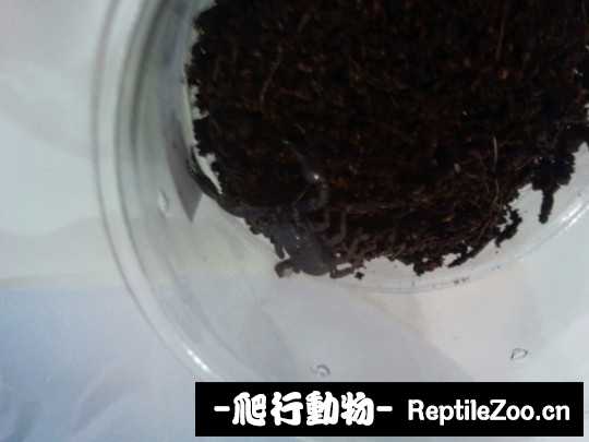 190501zeouwwf8igoit6q8.jpg
