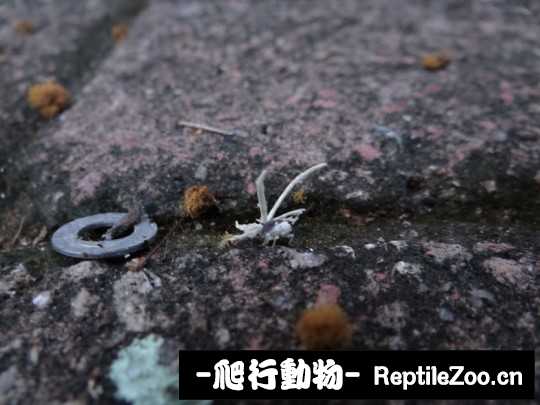 190726c7rdprq1urrpbqdp.jpg