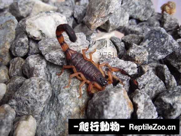 display_picture.php?url=http%3A%2F%2Fimgsa.baidu.com%2Fforum%2Fw%253D580%2Fsign%3Db6ce0d609558d109c4e3a9bae159ccd0%2F2f497b82b2b7d0a2676e6a83ccef76094a369a82.jpg