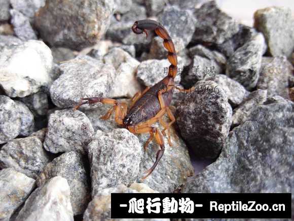 display_picture.php?url=http%3A%2F%2Fimgsa.baidu.com%2Fforum%2Fw%253D580%2Fsign%3Da5fcf47ff4deb48ffb69a1d6c01f3aef%2F574494003af33a87b1566e04c15c10385343b576.jpg