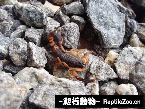 display_picture.php?url=http%3A%2F%2Fimgsa.baidu.com%2Fforum%2Fw%253D580%2Fsign%3D4dcbbbd09e25bc312b5d01906edf8de7%2Fd13ed9f2b2119313d04091ae62380cd791238d2e.jpg