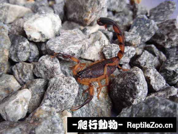 display_picture.php?url=http%3A%2F%2Fimgsa.baidu.com%2Fforum%2Fw%253D580%2Fsign%3De07d59267cf40ad115e4c7eb672c1151%2F2f36f31373f08202b0a9ff214cfbfbedab641b76.jpg