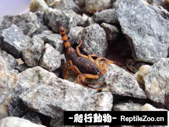 display_picture.php?url=http%3A%2F%2Fimgsa.baidu.com%2Fforum%2Fw%253D580%2Fsign%3D79187e03d32a283443a636036bb5c92e%2F6b599a99a9014c08774746bb0d7b02087bf4f429.jpg