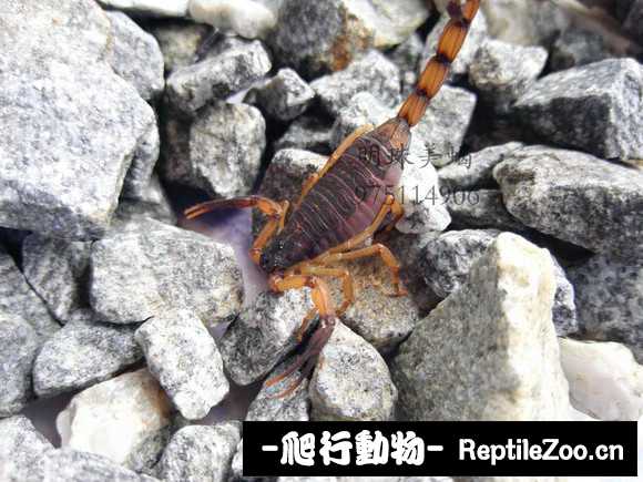 display_picture.php?url=http%3A%2F%2Fimgsa.baidu.com%2Fforum%2Fw%253D580%2Fsign%3D0a9290c171094b36db921be593cc7c00%2F122fba22720e0cf3ecf520e50d46f21fbe09aa2f.jpg